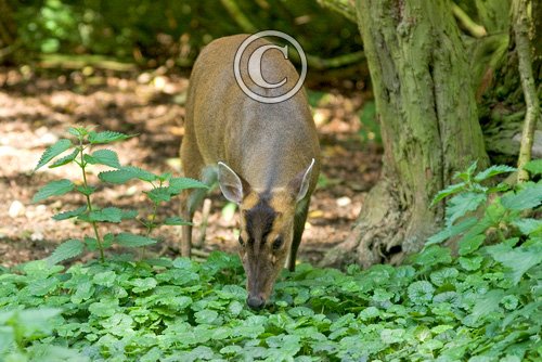 Muntjac Deer Buck DM0134